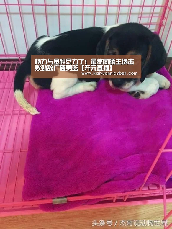 开元官方