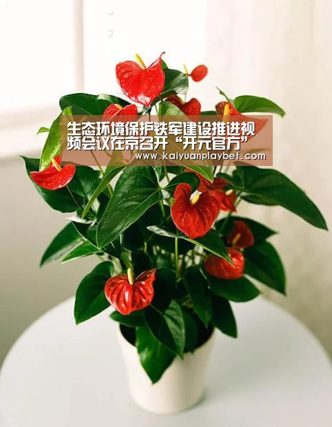 开元官网