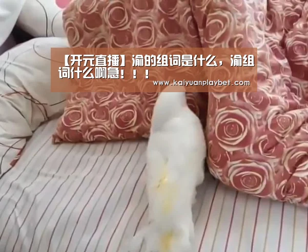 开元直播